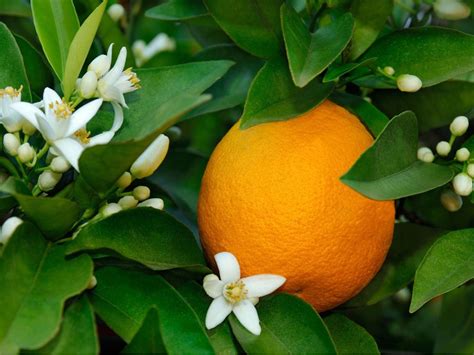 Tree With Orange Blossoms - The flowers are a great source of nectar ...