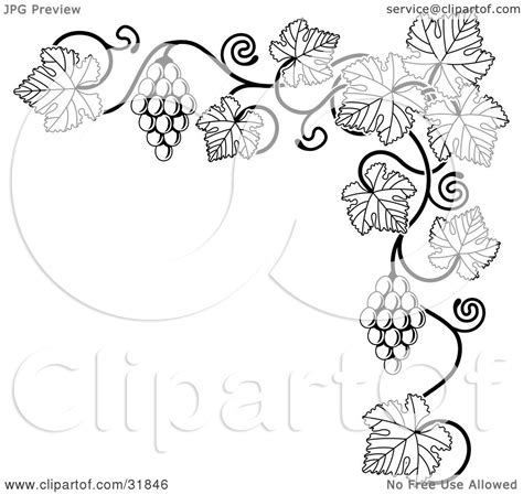 Clipart Illustration of a Black And White Grape Vine With Bunches Of ...