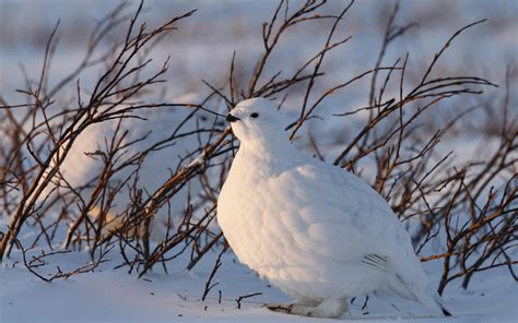 Willow Ptarmigan | Audubon Field Guide