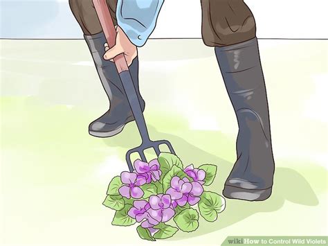 How to Control Wild Violets: 12 Steps (with Pictures) - wikiHow