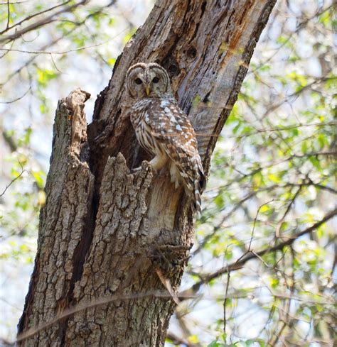 Barred Owls Nest at Clark Lake