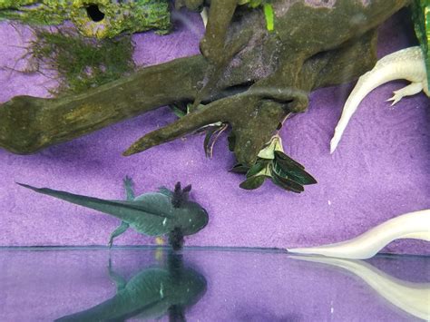 Axolotl sizes: what is the difference between a mini, dwarf and short ...