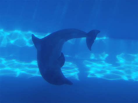 Dolphin Underwater Free Stock Photo - Public Domain Pictures