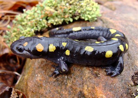 Wild Profile: Meet the yellow-spotted salamander - Cottage Life