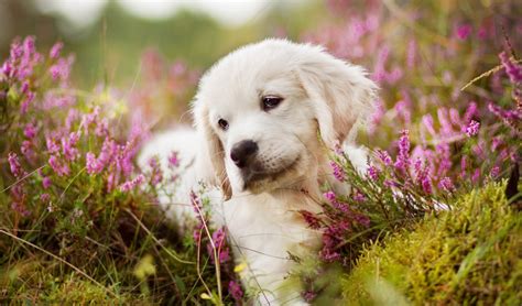 Download Muzzle Baby Animal Moss Pink Flower Puppy Dog Animal Golden Retriever 4k Ultra HD Wallpaper