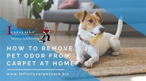 How To Remove Pet Odor From Carpet? | New Tips | Roseville