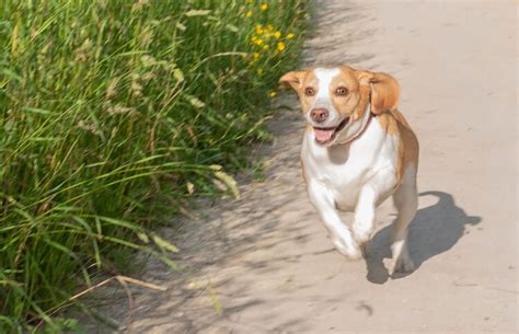 Lemon Beagle: Unveiling the Charm of a Citrus-Colored Canine