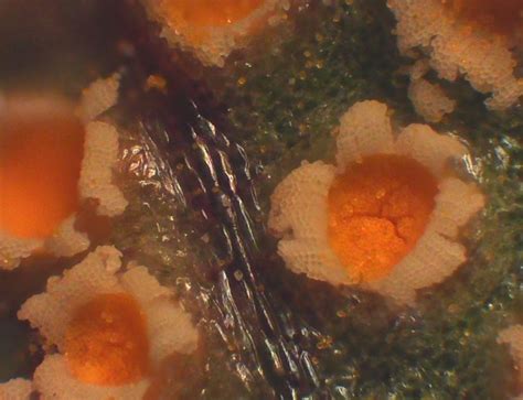 Misidentifying Fungi: Violet rust is orange