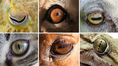 Eye Shapes Of The Animal World Hint At Differences In Our Lifestyles ...