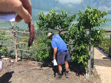 Daleys Fruit Tree Blog: Dwarf Red Shahtoot Mulberry Fruit Tree Espalier