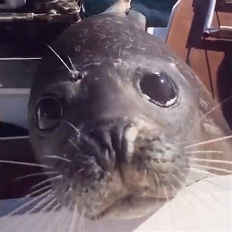 Seal Escapes Orca Attack By Jumping On Family's Boat | boat | This ...