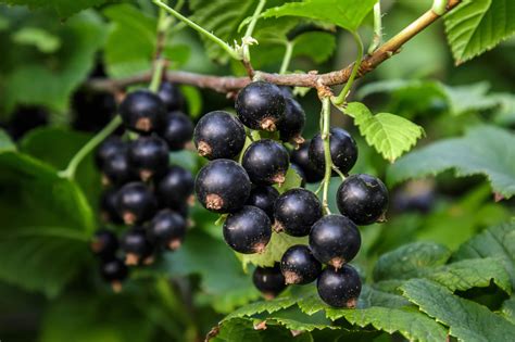 How to plant blackcurrant bushes - The English Garden