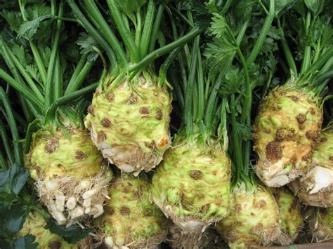 Celeriac PLANTS - Mammoth Onion