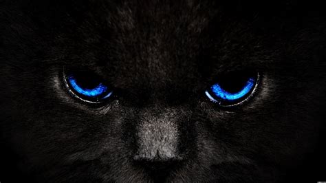 Animals Zoo Park: Black Cat Eyes Wallpapers, Blue Cat Eyes, Yellow Cat ...