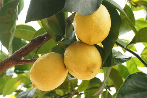 How to grow lemon trees | Real Homes