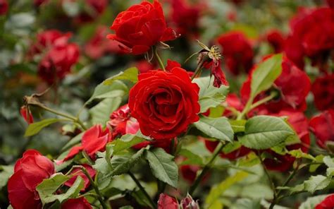 A Guide : How to have healthy Rose Plantation