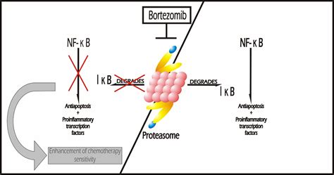 Cureus | Cardio-Oncology: Cancer Therapy-related Cardiovascular Complications in a Molecular ...