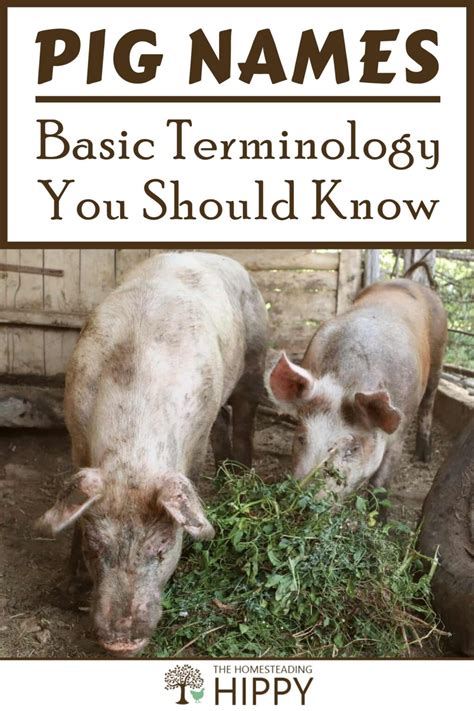 Pig Names: Basic Terminology You Should Know