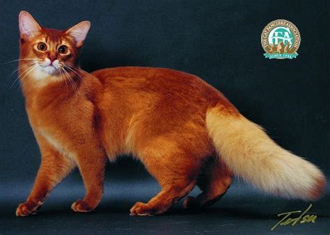 are somali cats rare - Into Vast Chronicle Picture Archive