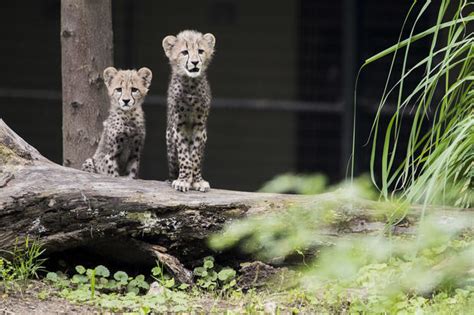 Cheetah cubs make debut at National Zoo - Photo 18 - Pictures - CBS News