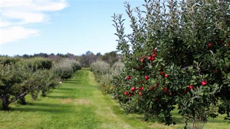 17 Things to Know Before Starting an Orchard | Farming Base