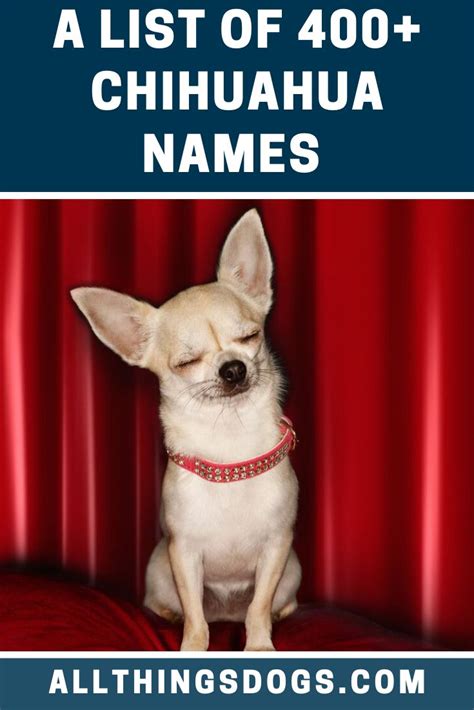 Chihuahua Names | Chihuahua names, Small dog names, Chihuahua