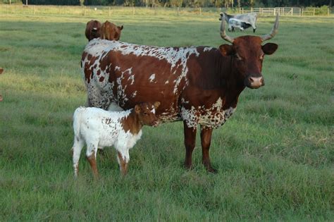 cattle: Florida Cracker Cattle