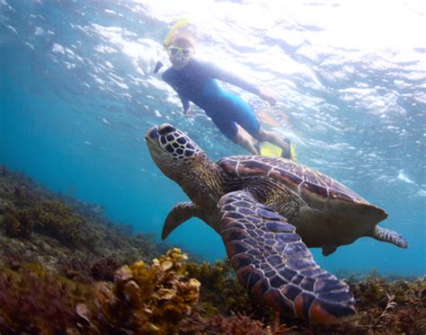 Snorkel Molokini Crater – Tips to Make the Most of Your Molokini ...