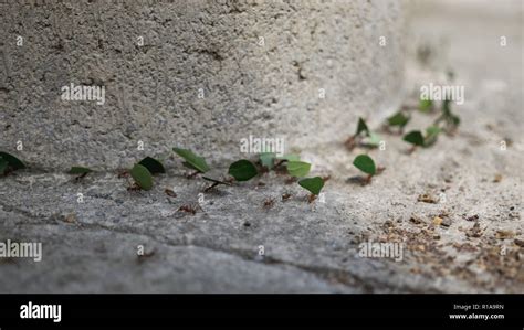 Big ant trail carrying small green leafs Stock Photo - Alamy