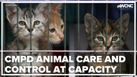 CMPD animal care and control at capacity | wcnc.com