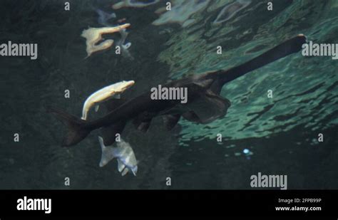 Paddlefish habitat Stock Videos & Footage - HD and 4K Video Clips - Alamy