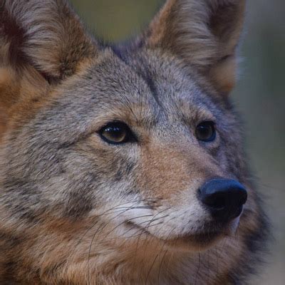 NORTHEASTERN COYOTE - Yellow River Wildlife Sanctuary