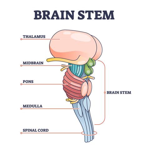 Brain Stem Model Labeled