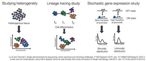 Single-cell RNA-seq: Generation of count matrix | In-depth-NGS-Data-Analysis-Course