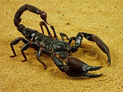 Animal Pictures Desert | Desert animals, Desert scorpion, Scorpion