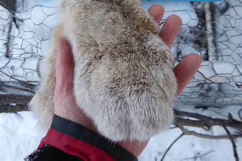 Live-trapping lynx in the far north | Geophysical Institute