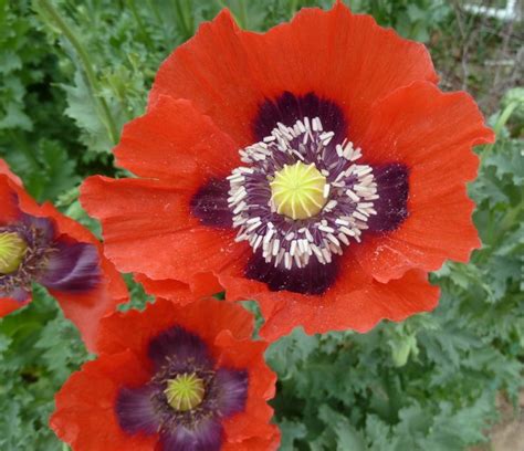 Harvesting Poppy Seeds (papaveraceae) | Harvesting poppies, Planting poppy seeds, Harvesting ...