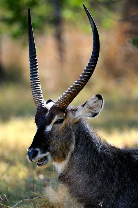 Waterbuck at Moremi / 500px | Wild animals pictures, Africa wildlife ...