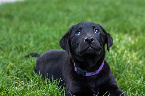 Summer Sale! Beautiful Female Black Lab Puppy– Placed – Puppy Steps ...