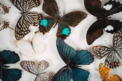 «Butterfly Specimen Collection» del colaborador de Stocksy «Pansfun Images» - Stocksy