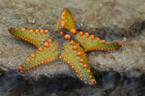 Interesting Facts About Starfish and Pictures | Animal Wildlife