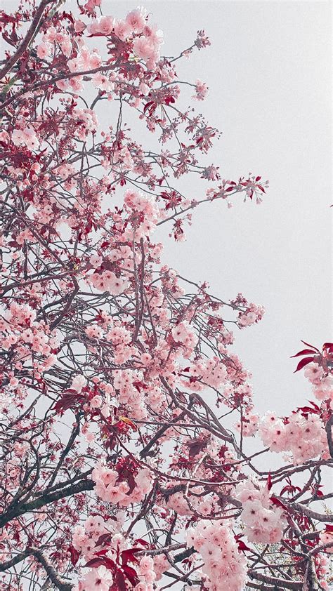 Cherry blossom aesthetic gray pink sakura, pink tree japan aesthetic HD ...