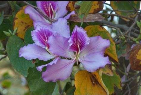 Fresh Organic Kachnar Flower at Rs 30 / Kilogram in Delhi | Snow White Organics