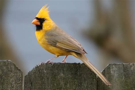 Photographer Spots 'One in a Million' Yellow Cardinal | PetaPixel