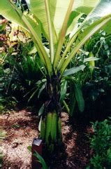 Ensete Edible Plant