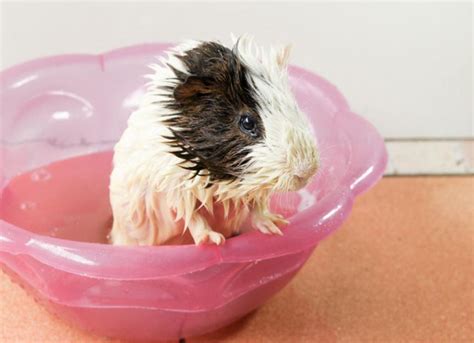 How to Groom a Guinea Pig at Home | PetMD