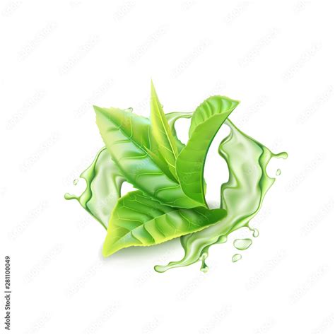 Realistic green tea branch with water splash. Vector illustration Stock ...