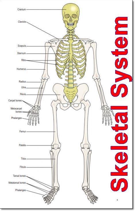 The Skeletal System Parts And Functions -Human Body Bone Names - Nursing Exam Paper