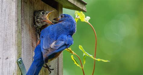 Eastern Bluebird Nesting (Behavior, Eggs, Location + FAQs) | Birdfact