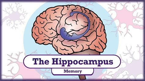 Memory and the Hippocampus - YouTube